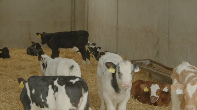Breeding Series 2023: Quality over quantity for dairy-beef