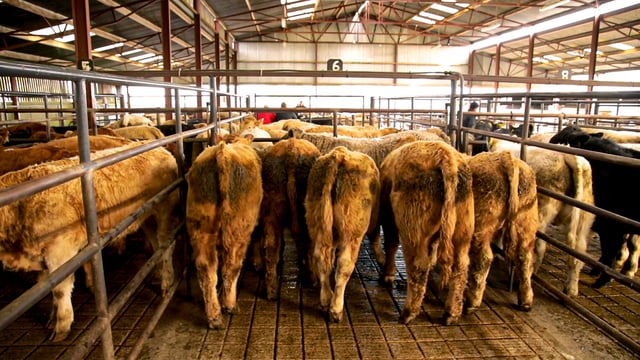 Value of livestock rose by 14% in 2022 - CSO