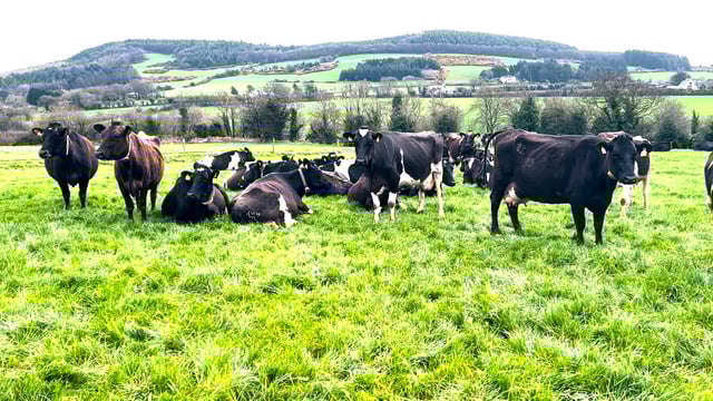 Dairy Focus: Crossbred genetics delivering for Wexford farm
