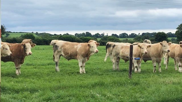 AHDB: Beef prices expected to remain 'historically high'