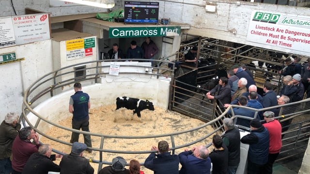 High demand for calves and bullocks at Carnaross Mart