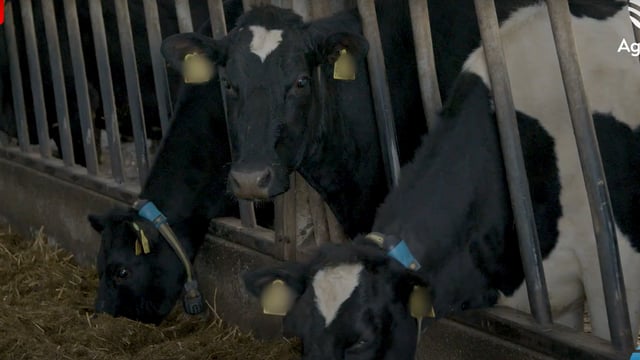 March Animal Health Series: The fertility fundamentals