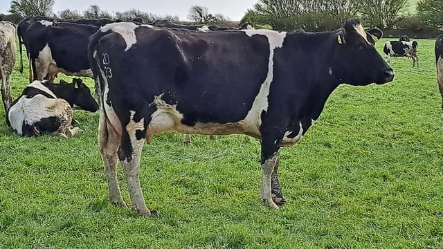 Clearance sale of IFA Munster chair Harold Kingston's dairy herd