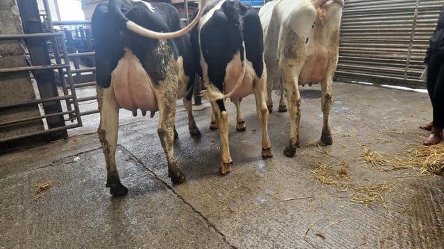 Top price of €3,340 at Kerry Holstein Friesian Breeders sale