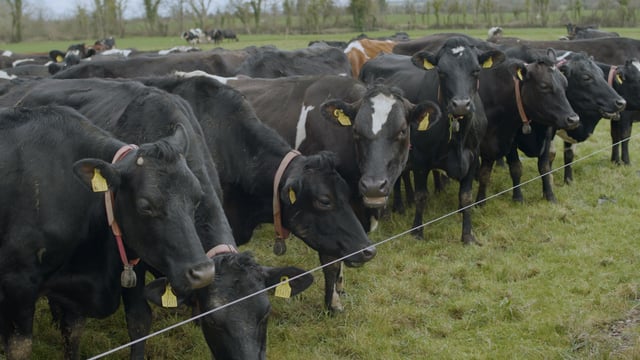 Breeding Series 2023: 'No square on the milk cheque for EBI'