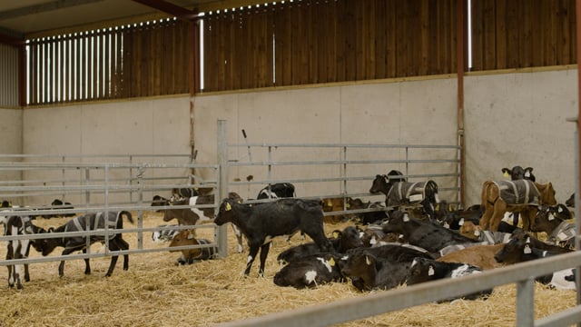 Breeding Series 2023: Using Continental sires on JEX cows