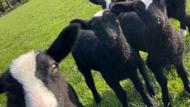 Zwartbles flock a pandemic positive for Kanturk woman