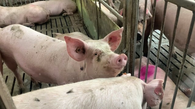 ‘Born alive’ rate on Irish pig farms increases by 36%