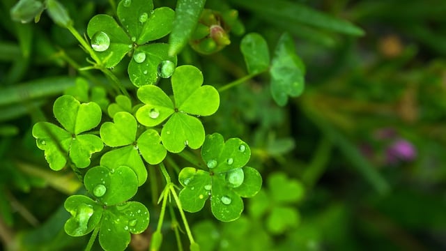 Met Éireann: Showers and sunny spells for St. Patrick's Day