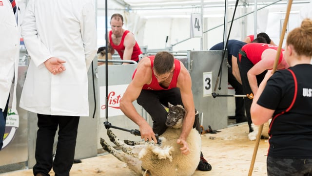 Donegal show to host international sheep shearing championship