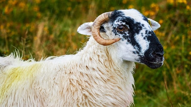 ICSA: Sheep farmers 'hardest hit' by Brexit