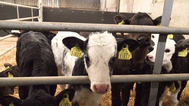 Checklist and tips for farmers rearing calves this spring