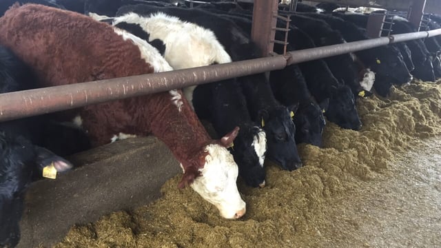 Factory quotes: Beef price edges up despite short week