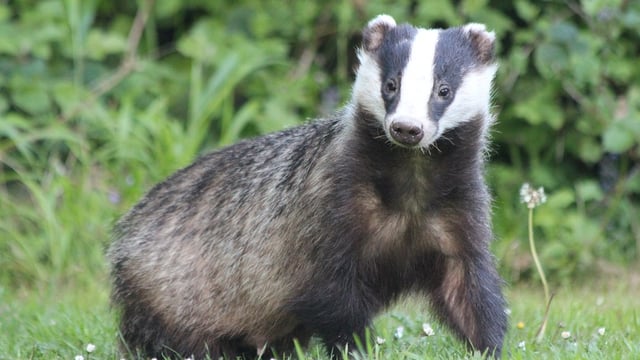 Defra: Badger TB vaccinations up 24% across England in 2024