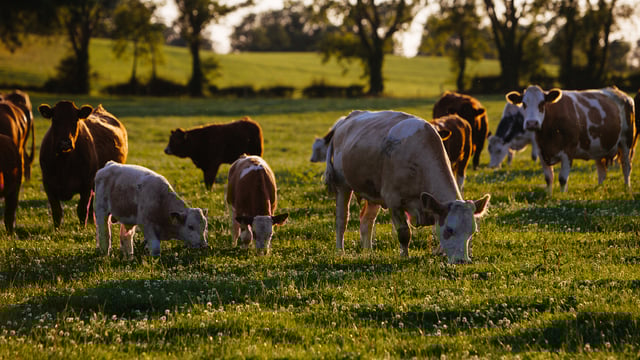Learning Hub Series: MACC and GHG modules
