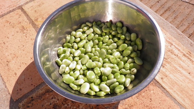 Which crops will drive Ireland’s plant protein sector?