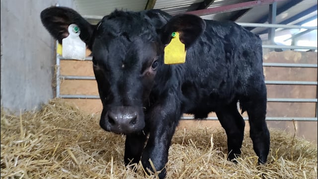 Spring Calf Series: Video - ensuring a successful weaning
