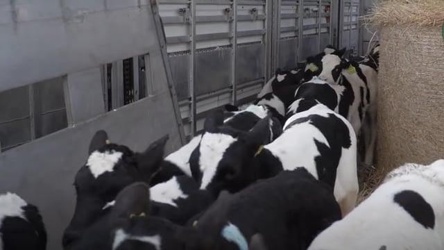 Plan for strict restrictions on calf exports to Netherlands from 2026