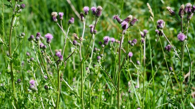 DAERA warns farmers to control noxious weeds