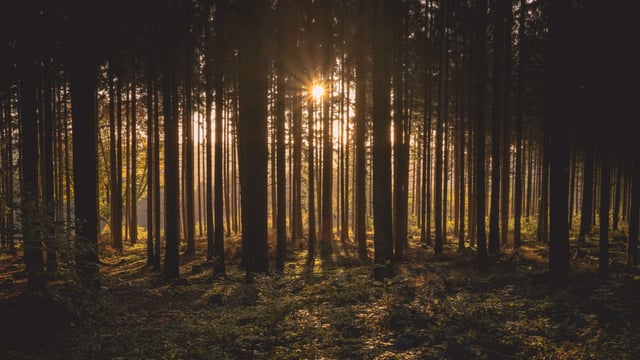 DAFM must restore farmers' confidence in Forestry Programme