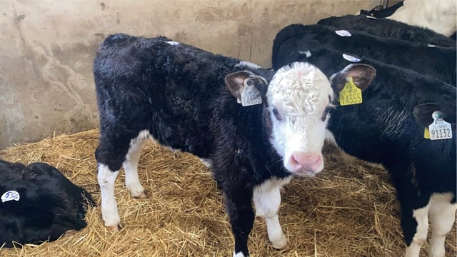 Enniscorthy Mart sees 850 calves on offer at weekly sale