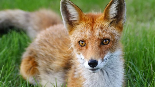 Bird flu detected in foxes in France - WOAH