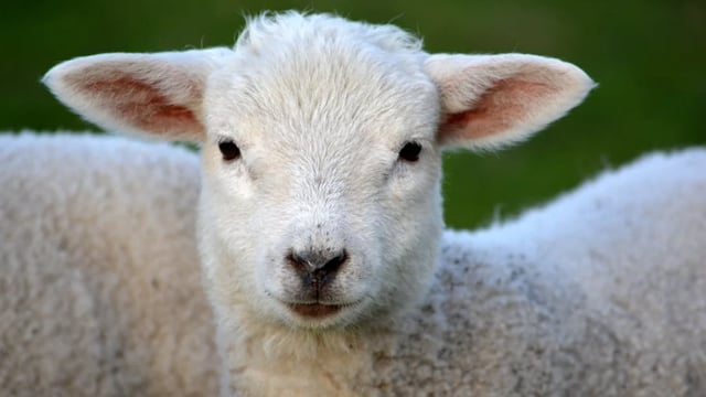 No export benchmark price tracker for lamb - Bord Bia