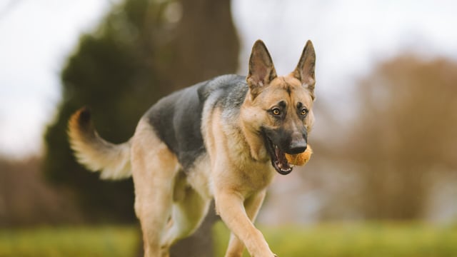 INHFA calls for ban on non-working dogs on hills and farmlands