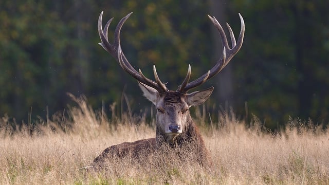 Kerry councillor calls on NPWS to cull deer after road accidents