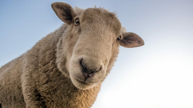 Support package in Budget 2024 'critical' for sheep sector