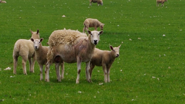 ICSA calls for €10/head sheep dipping scheme as 'scab is rampant'
