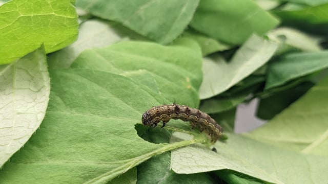 Study: Agriculture needs new way to manage pest resistance