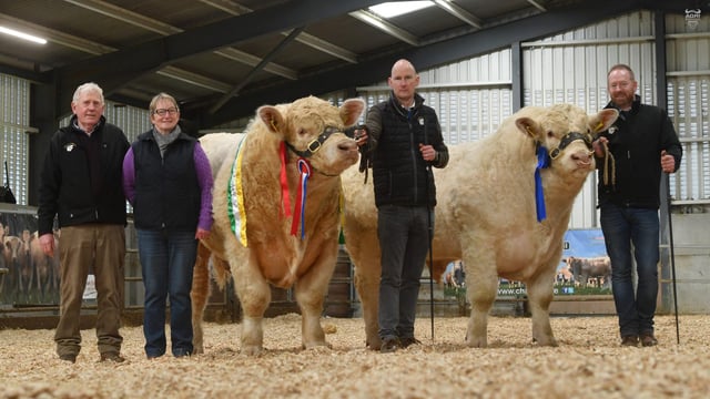 Banner County bull hits €13,000 at Charolais sale in Elphin