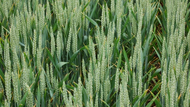 Significant changes in UK yellow rust population noted