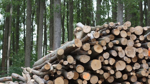 Supply of Irish roundwood to increase 68% by 2035 - study