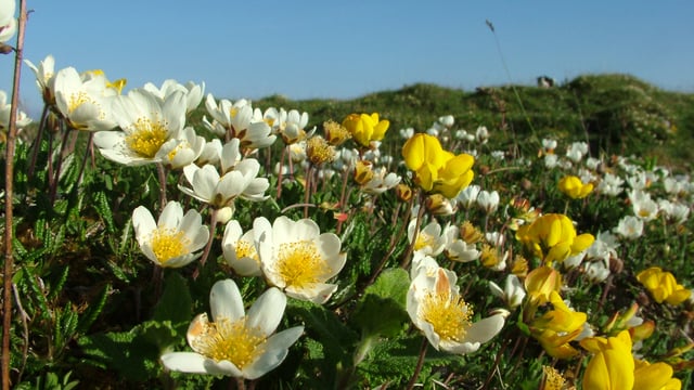 Burren in Bloom festival to explore area's rich diversity