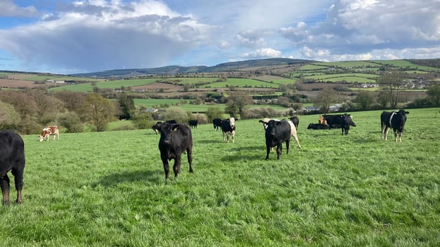 Bord Bia to host international chefs on 'gourmet beef and lamb tour'