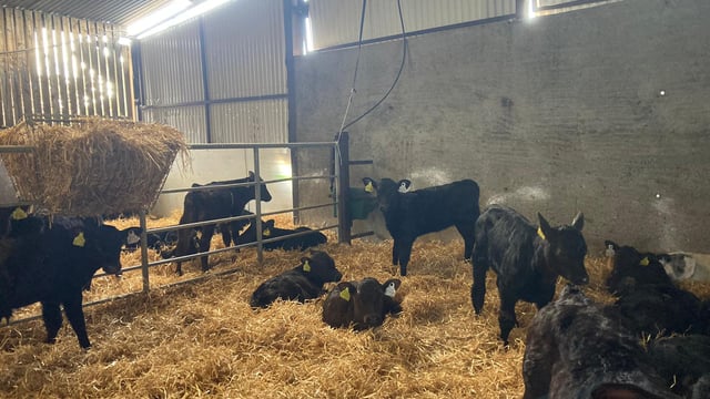 ABP Demo Farm: Rearing 340 calves and getting cattle to grass