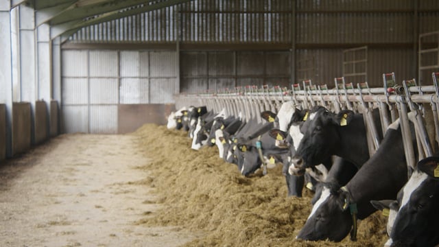 Breeding Series 2023: Using sexed semen to increase components and fertility