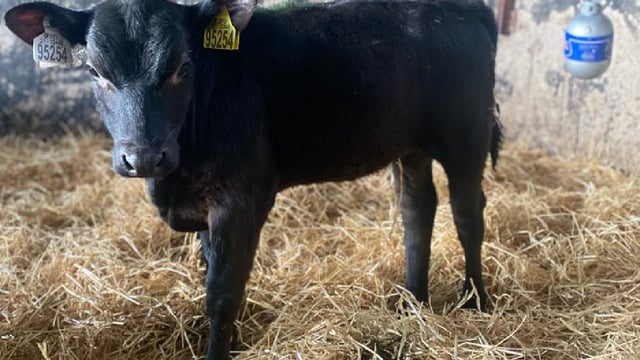 Dairy-beef: What does a buyer want from your non-replacements?
