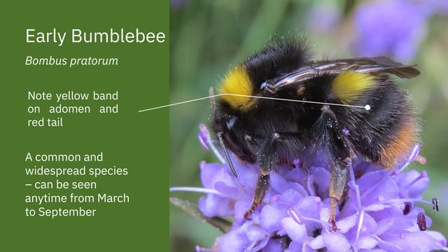 Biodiversity challenge: How many species on your farm?