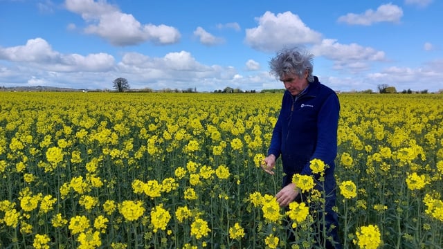Cereal crops: 'Time bomb' of wet weather diseases ahead
