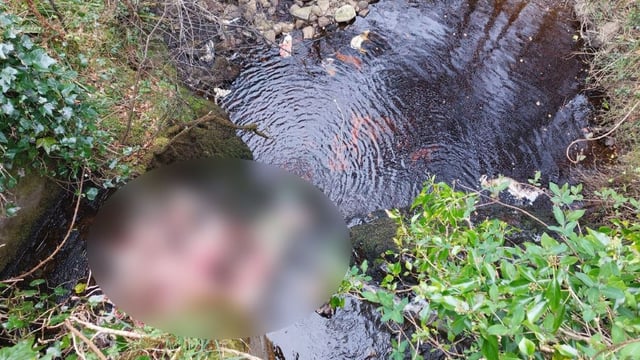 Graphic: Animal carcasses dumped at two locations in NI