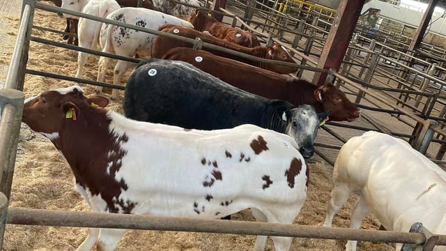 Heery's heifers hit €5,550 at special sale in Carrigallen