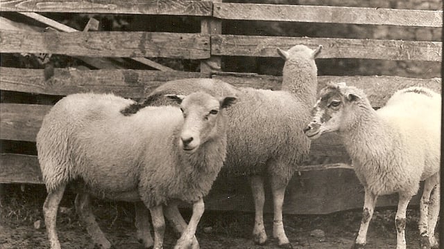 Proposal to reintroduce 'Cladóir' sheep to Connemara Pony Show