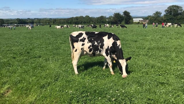 Milk Price Tracker: Price pressure continues
