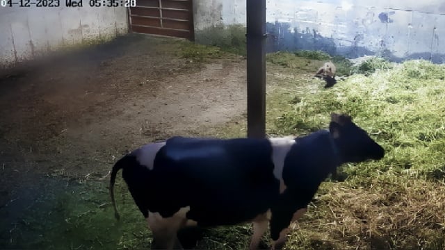 Constant surveillance on calving shed after suspected fox attack