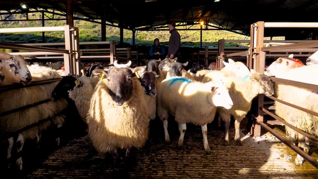 Sheep kill: Supplies rise as throughput crosses 1m head