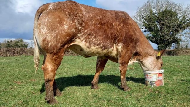 Heifer is top prize rather than chocolate in GAA club Easter raffle
