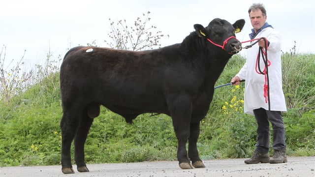 Angus bulls average €3,600 at association's Thurles sale